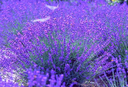 ���x���_�[